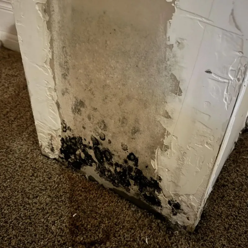 Professional Mold Removal in West Hollywood, CA